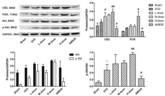 The expressions of CB2, PI3K and Akt in rats' brain tissues of different groups. The expression levels of the CB2 and PI3K increased slightly in the 2VO group compared with those in the sham group. After HPβCD/BCP treatment, the expression levels of CB2 and P13K, p-Akt increased compared with those of the 2VO group, whereas these levels decreased in the AM630 treated group. (*P < 0.05 vs. sham group, #P < 0.05 vs. 2VO group, ##P < 0.01 vs. 2VO group).