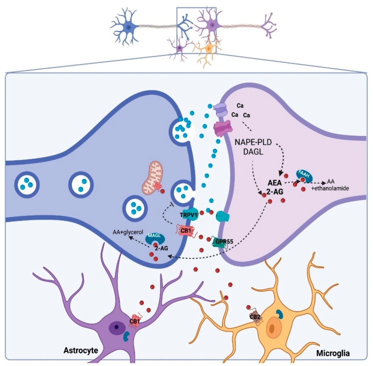 Canonical tripartite eCB signaling in the brain. Neurotransmitter-induced depolarization in the postsynaptic neuron and increased calcium concentration triggers the synthesis of anandamide (AEA) and 2-arachidonoylglycerol (2-AG) by NAPE-PLD and DAGL, respectively. The eCB can activate specific receptors (CB1, CB2, TRPV1 and GPR55) and/or follow degradation by FAAH and MAGL [31].