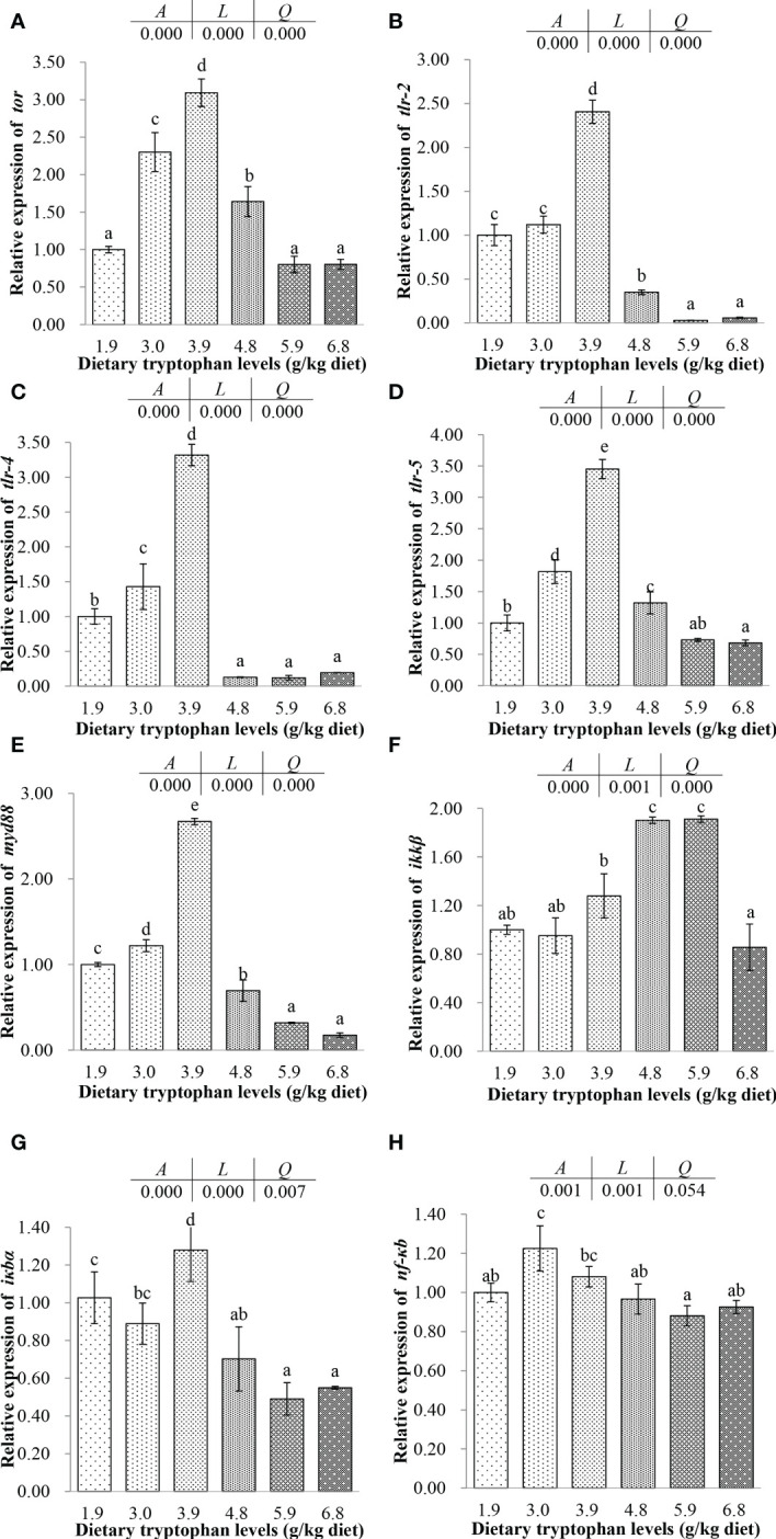 Effects of dietary tryptophan with different levels on the relative mRNA expression of genes related to the TOR and NF-κB signaling pathways of C argus intestine (means ± S.D. of three replications). Bars with different letters differ significantly among the treatments (P < 0.05). (A) Target of rapamycin (tor); (B) Toll-like receptor-2 (tlr-2); (C) Toll-like receptor-4 (tlr4); (D) Toll-like receptor-5 (tlr5); (E) Myeloid differentiation factor88 (myd88); (F) Inhibitor of nuclear factor kappa B kinase beta subunit (ikkβ); (G) Inhibitor of kappa B (iκbα); (H) Nuclear factor-κ-gene binding (nf-κb).