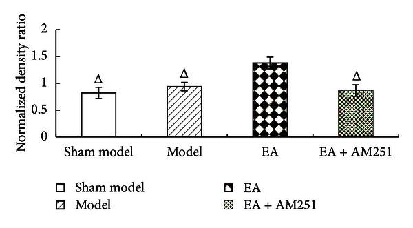 Normalized density ratio of CB1R and GAPDH in the nucleus accumbens and the caudate nucleus of each group (mean ± SD). Δ P < 0.01 versus EA group at the same time-point. CB1R, cannabinoid 1 receptor; GAPDH, glyceraldehyde 3-phosphate dehydrogenase.