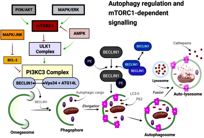 Diagram illustrating autophagy regulation and mTORC1-dependent signaling. It shows the interaction between various complexes and the formation of autophagic structures. Key components include PI3K/AKT, mTORC1, ULK1 Complex, and PI3KC3 Complex, leading to the formation of omegasome, phagophore, autophagosome, lysosome, and auto-lysosome. Processes like elongation, nucleation, fusion, and amino acid recycling are depicted, with visual elements like arrows indicating directional flow and interactions.