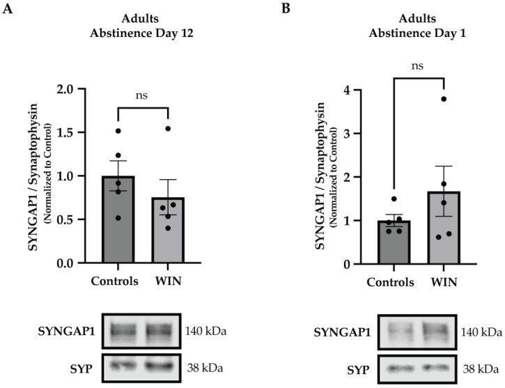 WIN administration in adulthood does not affect synaptic SYNGAP1 levels. Adult male rats were exposed to WIN (PND 77-87) and synaptosomal fractions from the PFC were isolated on drug abstinence days 12 and 1, mimicking the drug administration timeline and the analytic time points applied to adolescents. Western blotting analyses showed no changes in levels of SYNGAP1 on (A) abstinence day 12 or on (B) abstinence day 1 (n = 5 animals per group), suggesting that the WIN-induced changes in SYNGAP1 are specific to adolescence. Graph data are presented as mean ± SEM. Representative Western blots are shown below the graphs, with the approximate molecular weights of observed band sizes indicated to the right. kDa, kilodaltons; and ns = not significant.