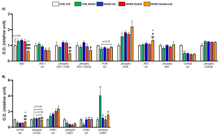 Expression in hypothalamus of proteins partaking to (A) insulin pathway and (B) metabolic sensors. Data are expressed as mean ± SEM and analyzed by two-way ANOVA (variables: diet, treatment). * p < 0.05, ** p < 0.01, *** p < 0.001 vs. CTRL STD; ° p < 0.05, °° p < 0.01, °°° p < 0.001 vs. CTRL HFHFD; # p < 0.05, ## p < 0.01, ### p < 0.001 vs. HFHFD LIG; $$ p < 0.01, $$$ p < 0.001 vs. HFHFD OLHHA.