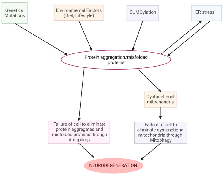 The mechanism of the protein aggression and degeneration that lead to neurodegenerative phenomena.