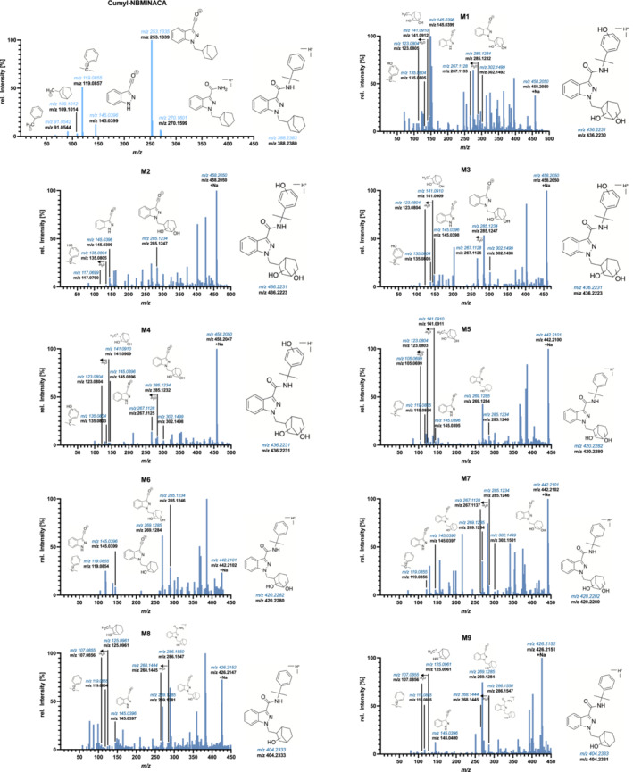 Liquid chromatography–quadrupole time‐of‐flight mass spectrometry spectra of Cumyl‐NBMINACA (M00, taken from analysis of the reference standard) and of its urinary metabolites, as observed in authentic urine specimens (broadband collision‐induced dissociation data analysis, with background subtraction for minor metabolites), part 1. m/z is shown as theoretical, colored and in italic, and experimental, bolded in black, just below.
