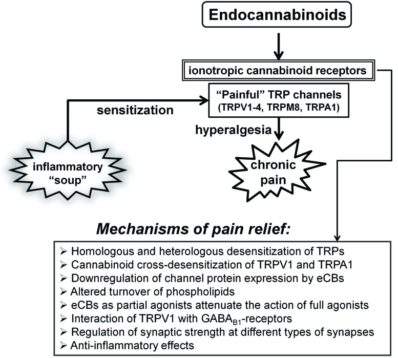Schematic illustration of various interactions between the endocannabinoid signalling system and ‘painful’ TRP channels in pain control. Acidic ‘inflammatory soup' represents peptides, such as bradykinin and cytokines, various lipid messengers, such as prostaglandins, neurotransmitters (serotonin, and ATP) and neurotrophic factors, such as NGF. These various factors acting in synergy can strongly sensitize sensory nerve endings by altering the activation threshold and sensitivity of several TRPs to thermal and mechanical stimuli, thus leading to hyperalgesia. Several mechanisms that can, with the involvement of the endocannabinoid system, counteract these effects are listed below. See text for details of the mechanisms involved.