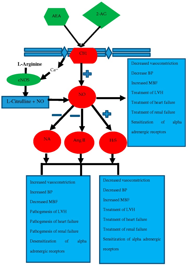 Interactions of NO with different systems and modulation of their functions in cardiovascular and renovascular systems.