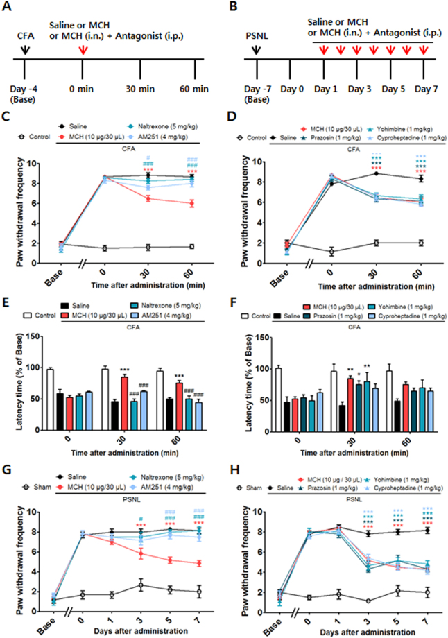 Effects of opioid and cannabinoid receptor antagonists on the analgesic effects of i.n. MCH following CFA-induced inflammatory pain and PSNL-evoked neuropathic pain. Experimental design of CFA (A) and PSNL (B). Opioid (naltrexone, 5 mg/kg, i.p.) and CB1R (AM251, 4 mg/kg, i.p.) antagonist treatments (C,E, and G) and α1 adrenergic (prazosin, 1 mg/kg; i.p), α2 adrenergic (yohimbine, 1 mg/kg, i.p.), and 5-HT1/2 (cyproheptadine, 1 mg/kg, i.p.) receptor antagonists (D,F, and H) were administered 30 min prior to treatment with either MCH (10 μg/30 μl, i.n.) or saline. The behavioral tests were performed 30 and 60 min after MCH or saline treatment in the CFA-induced inflammatory pain model (C,D,E, and F; n = 6–7/group). In the PSNL-evoked neuropathic pain model, the behavioral tests were performed 30 min after saline or MCH (10 μg/30 μl/day for 7 days, i.n.) treatment (G,H; n = 6/group). The von Frey test (C,D,G, and H) and hot-plate test (E,F). ***p < 0.001 vs. the CFA or PSNL groups. # p < 0.05, ## p < 0.01, ### p < 0.001 compared with the MCH (10 μg/30 μl) group. All data were analyzed with a two-way RMANOVA followed by post hoc Bonferroni tests. The results are expressed as means ± SEM. i.n.: intranasal, i.p.: intraperitoneal.