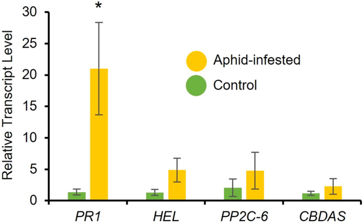 Cannabis aphid infestation induces plant defense responses. Ten adult cannabis aphids were clip-caged on a 3-week-old cannabis single leaf. After 48 hours aphids were removed and leaves were collected and relative expression of phytohormone marker genes for salicylic acid (PR1), jasmonic acid (HEL), abscisic acid (PP2C-6), and CBD (CBDAS) were measured with RT-qPCR. Error bars represent SE of the mean of four biological replicates with two technical replicates each. Statistical analysis was performed using a t-test. Asterisks indicate significance, *P < 0.05 (t-test).