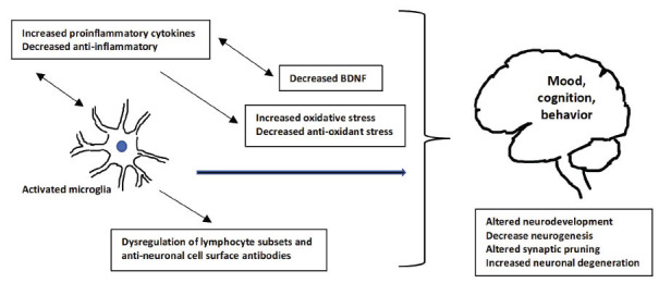 Possible mechanisms of oxidative disruption and inflammatory alterations resulting in neuroanatomical changes in early psychosis.