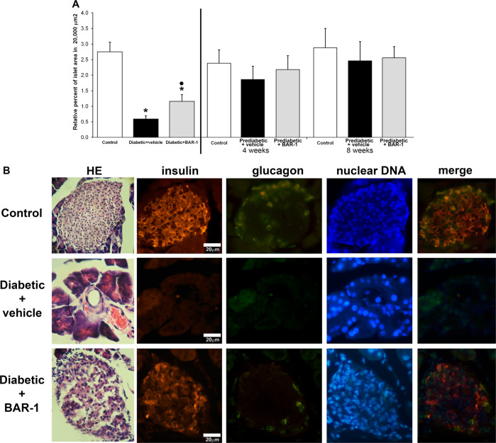 Histological effects of BAR-1 in pancreatic islets.a Analysis of islet relative area, in pancreas sections from prediabetic mice of 4 and 8 weeks, or with induced diabetes, treated or not with BAR-1 (10 mg/kg). Data are presented as means + SEM, n = 8 sections of three pancreas per condition. *p < 0.05 vs. control, black dot vs. vehicle treated. b Islet identification by HE and immunohistochemical determination of cells positive to insulin (CY5), glucagon (FITC) and nuclei (DAPI) in pancreas sections from control and diabetic mice treated with vehicle or BAR-1. Images are representative of five samples per group.