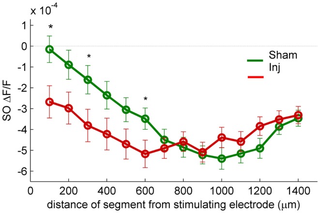 SR-evoked SO hyperpolarization is larger near the stimulating electrode in slices prepared from injured mice. VSD single segment average SR-evoked hyperpolarization in SO and proximal SP as a function of distance from the stimulating electrode. Asterisks indicate significant difference between sham and injured slices in the indicated segments (Mann–Whitney P < 0.05). Individual segments 1, 3, and 6 were significantly different, as was the average of segments 1 through 6. None of the individual segments 7 or higher were significantly different between sham and injured. These results are consistent with the hypothesis that the increased SO hyperpolarization after injury is due to an increase in GABAergic signaling subsequent to the direct stimulation of interneuron cell bodies and/or axons near the stimulating electrode.