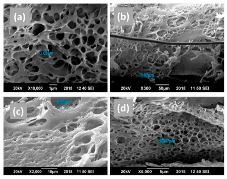 Scanning Electron Microscopy image showing morphology and pore size of the (a) pure polyethersulfone (PES), (b) cannabinoid embedded polyethersulfone (C-PES), (c) terpene embedded polyethersulfone (T-PES), and (d) cannabinoid and terpene embedded polyethersulfone (CT-PES), membranes.