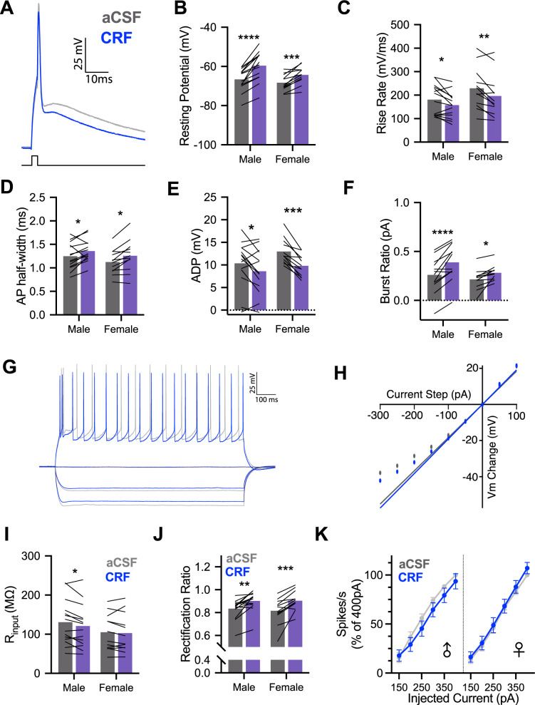CRF alters intrinsic properties of male and female insular cortex pyramidal neurons in whole-cell recordings.A Representative single action potential (AP) recordings of deep layer insular cortex pyramidal neurons at baseline (aCSF-gray) and after application of 50 nM Corticotropin-releasing factor (CRF-blue). B CRF decreased the resting potential of male (n = 14) and female (n = 12) pyramidal neurons, FCRF(1, 24) = 72.93, P < 0.0001, with this effect being stronger in males than females as indicated by a CRF × sex interaction, FCRF × SEX(1, 24) = 5.124, P = 0.033. C Action potential rise rate was reduced by CRF in both males and females, FCRF(1, 24) = 18.93, P = 0.0002. D Action potential half-width increased following CRF application in male and female recordings, FCRF(1, 24) = 16.69, P = 0.0004. E CRF reduced the amplitude of the after depolarization (ADP) in both male and female recordings, FCRF(1, 24) = 26.83, P < 0.0001. F CRF increased the current required to trigger burst firing in male and female neurons, FCRF(1, 24) = 38.82, P < 0.0001. G Representative family of 1 s hyperpolarizing and depolarizing current injections used characterize passive membrane properties and spike rate in aCSF (gray) and after 50 nM CRF (blue). H Example steady-state current–voltage dependence plot. Input resistance was determined by linear fit and slope at 0pA and deviation from fit indicates rectification. I CRF reduced membrane input resistance in male and female neurons, FCRF(1, 24) = 5.985, P = 0.022; this effect appeared most robustly in males. J CRF increased rectification of membrane potential in males and females, FCRF(1, 24) = 35.28, P < 0.0001. K CRF did not alter firing rates in response to 1 s depolarizing current injections in either males or females. Bar graphs indicate mean with individual replicates, line graphs mean (±SEM). *P < 0.05, **P < 0.01, ***P < 0.001, ****P < 0.0001 (Sidak’s tests).