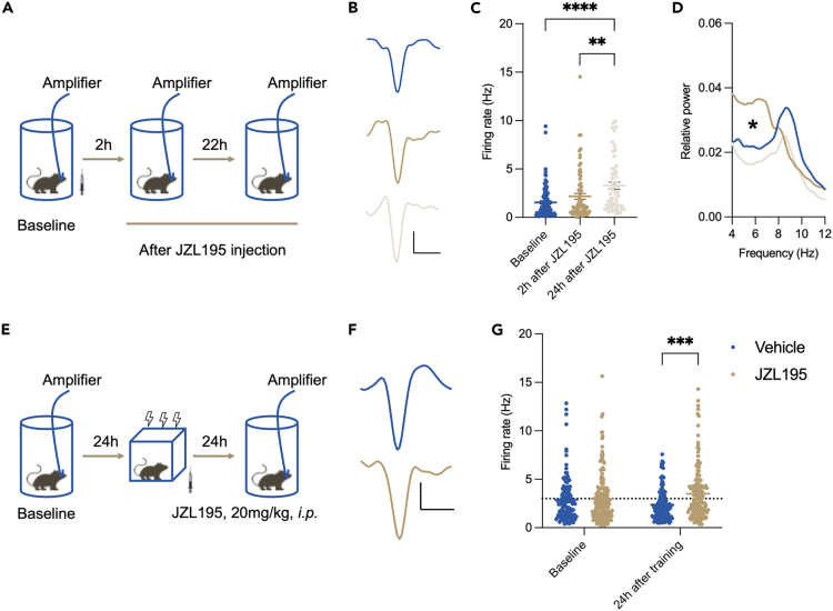 JZL195 enhanced theta oscillation power and hippocampal neuronal activity(A) The procedure of in vivo recording (results shown in B‒D).(B) Illustration of isolated single units in the experiment described in (A). Scale bar: 500 μs, 50 μA.(C) Firing rate of all isolated single units (Kruskal‒Wallis test, KW(3) = 22.13, p < 0.0001; Dunn’s post hoc test: Baseline vs. 24 h after JZL195, p < 0.0001, 2 h after JZL195 vs. 24 h after JZL195, p = 0.002).(D) Power spectrum analysis of theta oscillation (Kruskal‒Wallis test, KW(3) = 59.24, p < 0.0001; Dunn’s post hoc test: Baseline vs. 2 h after JZL195, p < 0.0001, Baseline vs. 24 h after JZL195, p = 0.043, 2 h after JZL195 vs. 24 h after JZL195, p < 0.0001).(E) The procedure of in vivo recording (results shown in F and G).(F) Illustration of isolated single units in the experiment described in (E). Scale bar: 500 μs, 50 μA.(G) Firing rate of all isolated single units (two-way ANOVA, main effect of test point: F(1,591) = 0.0002, p = 0.989; main effect of vehicle vs. JZL195: F(1,591) = 10.580, p = 0.001; interaction effect: F(1.591) = 7.559, p = 0.006; Tukey’s post hoc test: baseline, vehicle vs. JZL195: p = 0.999; 24 h after JZL195, vehicle vs. JZL195: p = 0.0002). For subpanels A–D, n = 103, 73, and 55 from 2 to 3 mice, Baseline vs. 2 h after JZL195 vs. 24 h after JZL195; For subpanels E–G, in baseline, n = 128 and 182 from 4 mice, Vehicle vs. JZL195; in 24 h after training, n = 139 and 146 from 4 mice, Vehicle vs. JZL195. Data are represented as the mean ± SEM. ∗p < 0.05, ∗∗p < 0.01, ∗∗∗p < 0.001, ∗∗∗∗p < 0.0001.