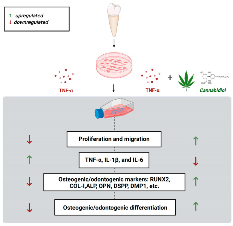 Scheme showing the protective effect of CBD against TNF-α mediated catabolic effects on DPSCs’ functions.