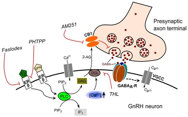 Schematic illustration of the interaction between E2 and endocannabinoid signaling in GnRH neuron of the metestrous female mice. Binding of E2 to ERβ activates synthesis and release of 2-AG in the GnRH neuron. The released endocannabinoid 2-AG then binds to CB1 expressed in the presynaptic terminal of GABAergic afferents and causes suppression of GABA release into the synaptic cleft. This effect of E2 was blocked when the non-selective ER antagonist (Faslodex) or the selective ERβ receptor antagonist (PHTPP) was administered. The signaling was also inhibited when the CB1 inverse agonist (AM251) or the DAG lipase inhibitor (THL) was applied. E2, 17β-estradiol; ERβ, estrogen receptor beta; DPN, subtype selective ERβ agonist; DAG, diacylglycerol; DGL, DAG-lipase; CB1, cannabinoid receptor type-1; AM251, CB1 inverse agonist; Faslodex, non-selective estrogen receptor antagonist; PHTPP, subtype selective ERβ antagonist; 2-AG, 2-arachidonoylglycerol; THL, tetrahydrolipstatin (DAG-lipase inhibitor); PIP2, phosphatidylinositol 4,5-bisphosphate; IP3, inositol 1,4,5-trisphosphate; PLC, phospholipase-C; GABAA-R, GABAA receptor; [CaI2+], intracellular free calcium; VGCC, voltage-gated calcium channel. Dashed arrow denote putative action.