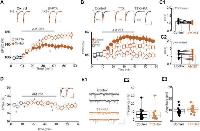 Baseline network activity controls tonic eCB signaling in DRn 5-HT neurons. (A) Tonic eCB signaling is not mediated by de novo calcium-dependent eCB synthesis/release. Left panel is a summary of the potentiation of eEPSCs induced by AM 251 (3 µM) and recorded with internal solution containing a low concentration (0.1 mM; control; ; n = 9) and a high concentration (10 mM; ; n = 9) of BAPTA. Right panel depicts the corresponding eEPSC traces taken at the time points indicated by numbers in the left graph. Calibration bars: 50 pA, 20 ms. (B) Baseline network activity controls tonic eCB signaling. Lower panel illustrates the magnitude of the potentiation of the eEPSC amplitude induced by AM 251 (3 µM) in slices incubated in normal ACSF (control; ; n = 10), and in ACSF containing TTX (1 µM; ; n = 9) or KA (1 mM; ; n = 10). Upper panel illustrates superimposed eEPSC traces taken at the time points indicated by numbers in the lower graph. Calibration bars: 25 pA, 20 ms. (C1) and (C2) are summary histograms of the PPR of eEPSCs obtained before (control) and during administration of AM 251 (3 µM) in slices stored in ACSF containing TTX (1 µM) or KA (1 mM), respectively. (D) Blockade of synaptic transmission abolishes tonic eCB signaling. Left panel illustrates a summary of the effect of AM 251 (3 µM) on the eEPSC amplitude in DRn slices incubated in ACSF containing 0 mM Ca2+ and 6 mM Mg2+ (n = 8). Inset depicts superimposed EPSC traces taken at the time points indicated in the lower graph. Calibration bars: 50 pA, 25 ms. (E) Short-term blockade of neuronal activity has no effects on the frequency and amplitude of mEPSCs (E1) Sample current traces of mEPSCs recorded in slice incubated in control condition (upper panel) and in TTX (1 µM) + KA (1 mM). Calibration bars: 20 pA, 500 ms. Summary histograms of the mEPSC frequency (E2) and amplitude (E3) recorded in control (; n = 15) and TTX + KA (; n = 15) treated DRn slices.