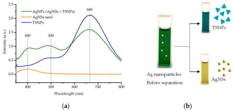 (a) UV-vis spectra of AgNS seeds, AgNPs, TSNPs, and AgNSs. (b) The colloidal color observed following the separation of particle morphologies.