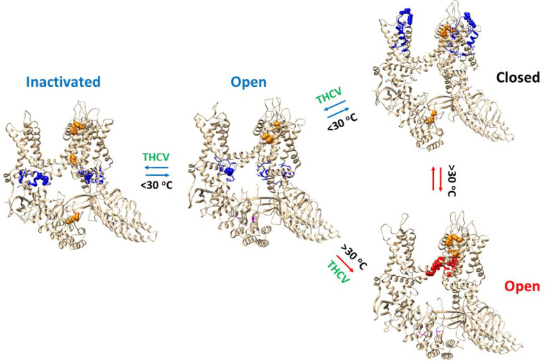 Temperature-dependent gating pathways of oxidized TRPV3.The homo-tetrameric cryo-EM structures of oxidized hTRPV3 in the PC-bound closed state, the THCV bound open and inactivated states at 4 °C (PDB ID, 8V6K, 8V6L and 8V6M, respectively) were used for the model. The homo-tetrameric cryo-EM structures of the oxidized mTRPV3 channel in the open state at 42 °C (PDB ID, 7MIO) were used as controls. The biggest thermorings Grid17’, Grid13 and Grid12 in the closed, open and inactivated state below 30 °C are colored blue, respectively. In contrast, the biggest thermoring Grid9 in the open state above 30 °C is colored red. All the least-stable noncovalent interactions controlled by those biggest thermorings are indicated by space fill. The intersubunit interactions are colored orange and indicated by space fill.