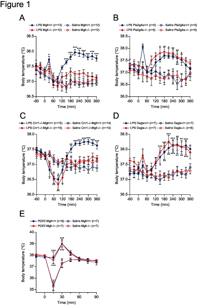 LPS- and PGE2-induced febrile responses.(A-D) MGL-knockout (Mgll −/−) mice (A), cPLA2α-knockout (Pla2g4a −/−) mice (B), CB1R-MGL compound-knockout (Cnr1 −/− Mgll −/−) mice (C), DGL-knockout (Dagla −/−) mice (D), and their respective WT control mice were intraperitoneally injected with 20 μg of LPS or saline (n = 5–15 as indicated on the panels). Core body temperatures were monitored by insertion of a rectal probe every 30 min. Mice were kept at thermo-neutral conditions (30°C). (E) Mgll +/+ and Mgll −/− mice were intracerebroventricularly injected with 4 nmol of PGE2 or saline (n = 7–8 for each group). Core body temperatures were monitored by a rectal probe every 15 min. Mice were kept at 23°C. Data are expressed as means ± SEM. *p<0.05, ** p< 0.01, ***p<0.001 vs. saline-treated wild-type controls, by Bonferroni post-test after two-way repeated measures ANOVA.
