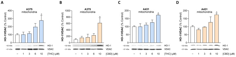 Effect of THC and CBD on mitochondrial HO-1 protein levels in A375 (A,B) and A431 cells (C,D). The cells were treated with the indicated concentrations of THC or CBD for 24 h. Thereafter, the corresponding proteins in the mitochondrial fractions were determined using Western blot analysis. The values given in the bar charts are based on densitometric analyses of the blots. Mitochondrial HO-1 was normalized to VDAC. All percentage values shown refer to the respective vehicle control, which was set to 100%. The blots shown are representative. In (B) the same VDAC blot is shown as in Figure 12D, and in (C) as in Figure 9C, as the same membranes were stripped and reprobed for different target proteins. The data are mean values ± SEM of n = 4 (A–C) or n = 3 (D) independent experiments. * p ≤ 0.05 vs. corresponding vehicle control; one-way ANOVA with Dunnett’s post hoc test.
