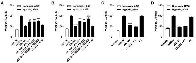 Effect of AM-251 (CB1 receptor antagonist), AM-630 (CB2 receptor antagonist), capsazepine (CPZ, TRPV1 antagonist), and palmitic acid (PA) on the inhibitory effect of JZL184 (0.1 µM) on VEGF release by hypoxic A549 (A) or H358 cells (B). Cancer cells were incubated with vehicle or JZL184 for 48 h before CM were collected. In (A,B), cells were pre-incubated for 30 min with the respective receptor antagonist (all tested at a final concentration of 1 µM) under normoxic conditions, while in (C,D) PA (10 µM) was added to the hypoxic cells concomitantly with JZL184. VEGF protein concentration was determined in cell culture supernatants by ELISA. All percentage values given refer to vehicle-treated hypoxic A549 or H358 cells, each set to 100%. A vehicle-treated normoxic cell group was included to define the hypoxia effect. Data represent mean ± SEM of n = 12 (A) or n = 8 (B–D). **** p ≤ 0.0001 vs. vehicle-treated hypoxic cells; ## p ≤ 0.01, ### p ≤ 0.001, #### p ≤ 0.0001 vs. JZL184-treated hypoxic cells; one-way ANOVA with Bonferroni´s post hoc test.