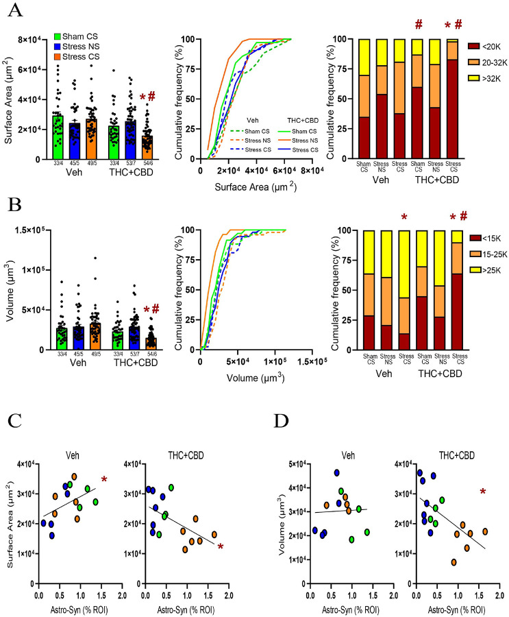 THC+CBD use induced astrocyte atrophy after the stress-CS exposure in males.A) Left panel: Stress-CS decreased the surface area in THC+CBD-trained rats (Kruskal-Wallis=47.67, p<0.0001). Middle panel: Cumulative frequency distribution of the surface area. Right panel: THC+CBD use increased the subpopulation of astrocytes with small surface area in Sham rats (X2(2) =14.33, p=0.0008 versus Sham-CS Veh), which was further augmented by stress-CS exposure (X2(2) =15.19, p=0.0005 versus Sham-CS THC+CBD). B) Stress-CS decreased the volume in THC+CBD-trained rats (Kruskal-Wallis=51.84, p<0.0001). Middle panel: Cumulative frequency distribution of the volume. Right panel: Stress-CS increased the subpopulation of astrocytes with large volume in vehicle-trained rats (X2(2) =13.33, p=0.001 versus Sham-CS Veh), and the effect of stress-CS was reversed following THC+CBD use (X2(2) =64.4, p<0.0001 versus Stress-CS Veh). C) THC+CBD changed a positive correlation between astrocyte-Synapsin-I colocalization and surface area (left; Pearson r=0.486, p=0.039) into a negative one (right; Pearson r=−0.512, p=0.0177). D) Astrocyte-Synapsin-I colocalization negatively correlated with volume following THC+CBD use (Pearson r=−0.612, p=0.0039). Data are shown as mean ± SEM. Each dot in bar represents an analyzed astrocyte. * p< 0.05 compared to Sham-CS within each drug group using a Dunn or Chi-square post hoc; # p< 0.05 comparing THC+CBD to vehicle within each stress/sham group.