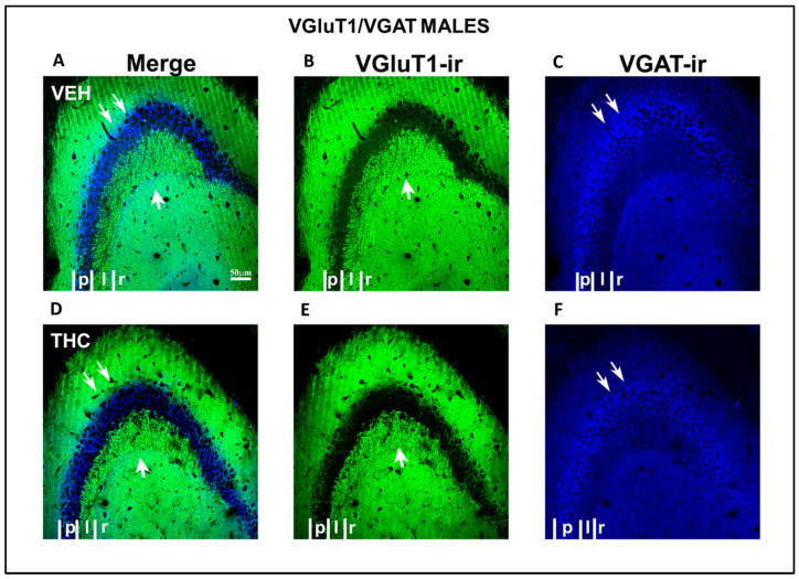 Confocal VGluT1-ir and VAGT-ir in CA3 of VEH and THC male pups. Images showing VGluT1-ir (green labeling; B–E), VGAT-ir (blue labeling; C–F), and merged images (A–D) in CA3 of VEH (A–C) and THC (D–F) male mice at P60. Observe that the area of VGluT1-ir mossy boutons in the stratum lucidum (C; arrow) of CA3 and VGAT-ir in the pyramidal layer (double arrow in C,F) is smaller in THC (F) mice than in VEH pups (C)—same scale for (A–F).