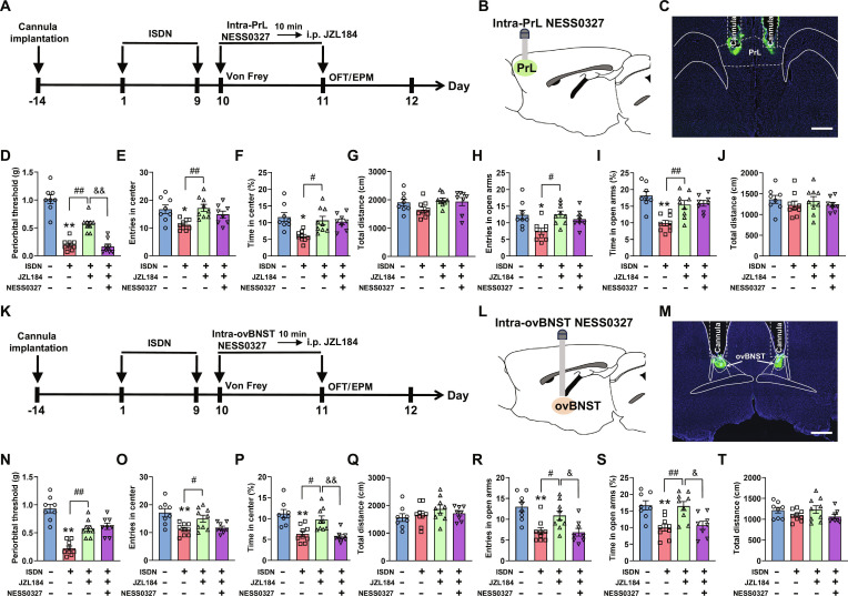 CB1R antagonism in PrL- and ovBNST-reversed JZL184 produced analgesic and anxiolytic effects in mice with repeated ISDN injections. (A to C and K to M) Experimental schedule (A and K) and schematic diagram (B and L) for bilateral cannula implantation above bilateral PrLs or ovBNSTs, local injection of the CB1R antagonist NESS0327 into bilateral PrLs (B and C) or ovBNSTs (L and M), and intraperitoneal injection of 2-AG hydrolase (MAGL) inhibitor JZL184. Representative images show cannula tracks above PrLs (C) and ovBNSTs (M). The green fluorescent CTB-488 dye enables visualization of injection sites. Scale bars, 200 μm. (D to J and N to T) Effects of intra-PrL (D to J) or intra-ovBNST injection (N to T) of NESS0327 (0.5 μM/300 nl/side) and systematic administration of JZL184 (10 mg/kg) on repeated ISDN-induced cephalic cutaneous allodynia in Von Frey test (D and N) or anxiety-like behaviors in the OFT (E to G and O to Q) and EPM tests (H to J and R to T). The data are presented as the mean ± SEM. *P<0.05, **P<0.01 versus Vehicle group. Detailed statistical results are provided in Table S1.