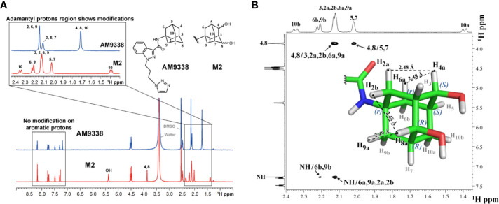 (A) 1H-NMR spectra overlay of AM9338 and its dihydroxylated metabolite (M2); (B) NOE NMR spectra and stereochemistry assignment for M2.