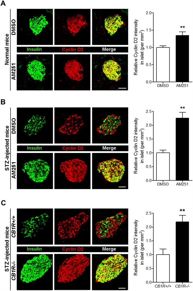 Blockade of CB1Rs in normal and STZ-treated mice increases cyclin D2 levels in β cells.(A) Representative images for insulin and cyclin D2 in β cells of DMSO- and AM251-injected normal mice. The relative signal intensity for cyclin D2 in β cells is shown on the right. (B) Representative images for insulin and cyclin D2 in β cells of DMSO- and AM251-injected mice after STZ treatment. The relative signal intensity for cyclin D2 in β cells is shown on the right. (C) Representative images for insulin and cyclin D2 in β cells of CB1R+/+ and CB1R-/- mice 4 weeks after STZ treatment. The relative signal intensity for cyclin D2 in β cells is shown on the right. Data are shown as the mean ± SEM from n = 3–5 animals per group. *P< 0.05; **P< 0.01. Scale bar, 50 μm.