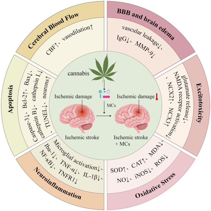 Cannabis effects on ischemic stroke are illustrated. The diagram shows two brain images indicating ischemic damage. Cannabis and MCs (mast cells) are central, suggesting reduced damage with MCs. Surrounding sections detail effects: increased cerebral blood flow; reduced blood-brain barrier leakage; diminished apoptosis, neuroinflammation, excitotoxicity, and oxidative stress, with respective biochemical markers and pathways.