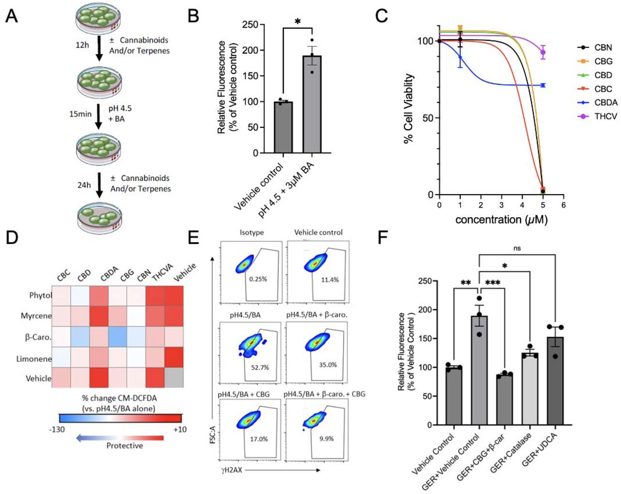 CBG and β-car (1:5) reverse the damaging effect of the acid-containing gastroesophageal refluxate (GER) in metaplastic Barrett’s esophageal cells.(A)Experimental design schematic. BE cell line CP-A was treated with a vehicle control or cannabinoids in the presence or absence of terpenes for 12 hours, followed by an acute 15-minute exposure to a physiologically relevant low pH and bile acid cocktail, as described in the Methods. The cells were either immediately analyzed for ROS via fluorescent detection of CM-DCFDA or recovered for 24 hours and analyzed for DNA damage using γ-H2AX flow cytometry.(B)Bar graph illustrates the comparative analyses of ROS measured by CM-DCFDA fluorescence in CP-A cells following acute exposure to GER. The samples were analyzed by flow cytometry, and the resu ts are shown as a percent increase compared to the vehicle control. The data were analyzed using an unpaired t-test with Welch’s correction. * p < 0.05, n=3(C)Non-linear fit of the dose response cell viability analysis of CP-A cells after exposure to cannabinoids for 24 hours, analyzed using the MTS Assay Kit.(D)Heat map shows changes in ROS induced by GER in CP-A cells pre-treated with the cannabinoid and terpene combinations at 1:5 ratio as determined by CM-DCFDA fluorescence. Data are expressed as the percent change when compared to GER alone.(E)Representative flow cytometry analyses of DNA damage as determined by γ-H2AX fluorescence of CP-A cells pre-treated with CBG and β-car following exposure to GER.(F)Bar graph depicts the comparative analyses of ROS measured by CM-DCFDA fluorescence in CP-A cells exposed to GER and antioxidants (Catalase), ursodeoxycholic acid (UDCA), or the cannabinoid/terpene combination of CBG and β-car at a 1:5 ratio. The samples were analyzed by flow cytometry, and the results are shown as a percent increase compared to the vehicle control. The data were analyzed using one-way ANOVA with Šídák’s multiple comparisons test. * p < 0.05, **p < 0.01, ***p < 0.001; ns, not significant.