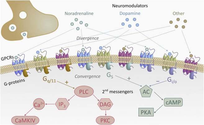 Diagram illustrating neuromodulator signaling, showing noradrenaline, dopamine, and other molecules activating diverse GPCRs on a cell membrane, which converge on G proteins and second messenger pathways including PLC, Ca2+, DAG, IP3, AC, cAMP, PKA, PKC, and CaMKIV.