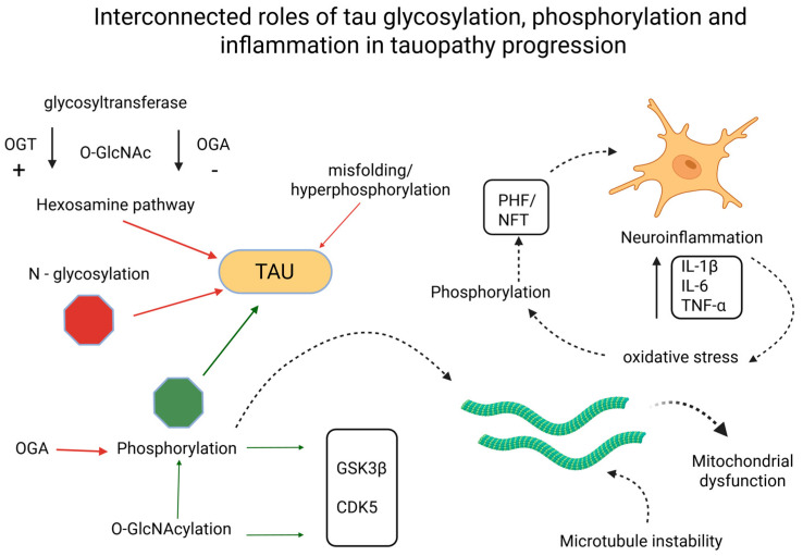 Interconnected roles of tau glycosylation, phosphorylation, and inflammation in tauopathy progression. Created in BioRender. Iordache, M. (2025) https://BioRender.com/psx2nng (accessed on 18 October 2025). CDK5, cyclin-dependent kinase 5; GSK3β, glycogen synthase kinase 3 beta; IL-1β, interleukin 1β; IL-6, interleukin 6; NFT, neurofibrillary tangle; OGA, O-GlcNAcase; OGT, O-GlcNAc transferase; O-GlcNAc, O-linked N-acetylglucosamine; N-glycosylation, asparagine-linked glycosylation; PHF, paired helical filament; TNF-α, tumor necrosis factor α.