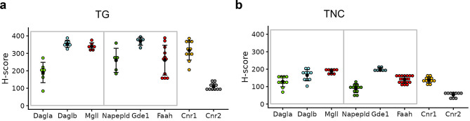 Comparison of the H-scores of eCB metabolizing enzymes and eCB cognate receptors in the peripheral trigeminal ganglion (TG) (a) and brainstem trigeminal nucleus caudalis (TNC) (b). Note the high variability in TG compared to TNC, reflecting the heterogeneity of the TG cell population. Each dot represents the H-score derived using DAPI positive cells from a single tissue section. n = 2–4 sections/mouse; N = 3–4 mice. Notably, Cnr1 H-score is comparable to those of the eCB hydrolyzing enzymes (Faah/Mgll) in both the TG and the TNC