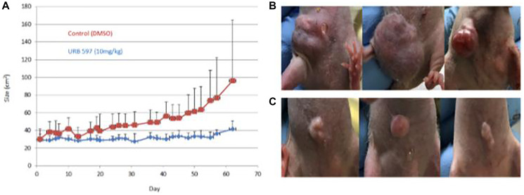 In vivo treatment of breast cancer using FAAH inhibitors. Twenty 6-week-old female immune-deficient NU/J mice were aged to 8 weeks before being implanted with 2 million MDA-MB-231 breast cancer cells each. Mice were treated with a vehicle control or the FAAH inhibitor, URB597. Externally visible tumor size was measured over 60 days using calipers and images were also taken at specific timepoints; these are plotted in (A). (B) Three examples of mice from the vehicle group are displayed. (C) Three examples of mice from the drug treatment group are displayed.