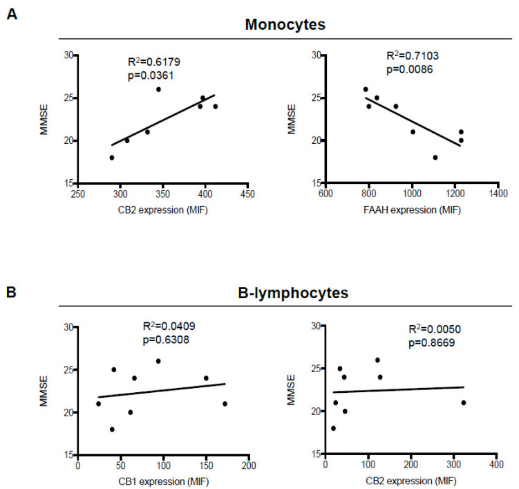 Correlation between mini-mental state examination (MMSE) scores and expression of eCB system members in monocytes and B-lymphocytes. Correlation plots between MMSE scores and expression (mean intensity fluorescence (MIF) values) of FAAH and CB2 receptors in monocytes, (A) and of CB1 and CB2 receptors in B-lymphocytes (B) from AD patients. Data were compared by linear regression analysis (p < 0.05).