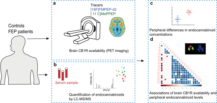 An overview of the experimental design to study associations between brain CB1R availability and circulating endocannabinoids.a CB1R availability was investigated in vivo in male patients with, first episode psychosis (FEP) and healthy controls (HC) using a CB1R-selective radiotracer using positron emission tomography (PET), with arterial blood sampling. This study was performed at two study sites using two independent samples in the city of Turku, Finland, and an inner-city area of London, United Kingdom. A [18F]FMPEP-d2 PET tracer was used in Turku, while [11C]MePPEP tracer was used in London. b Quantification of circulating endocannabinoids was performed in matched FEP and HC subjects using a quantitative liquid chromatography–triple quadrupole mass spectrometry assay. c Peripheral differences in endocannabinoids between FEP and HCs were evaluated by univariate statistics. In order to assess if circulatory endocannabinoids associated with CB1R availability in the brain, we performed statistical correlation analysis between six endogenous endocannabinoids and 17 CB1R tracer distribution volumes. The correlation analysis was performed separately between FEP and HC for the two study sites.
