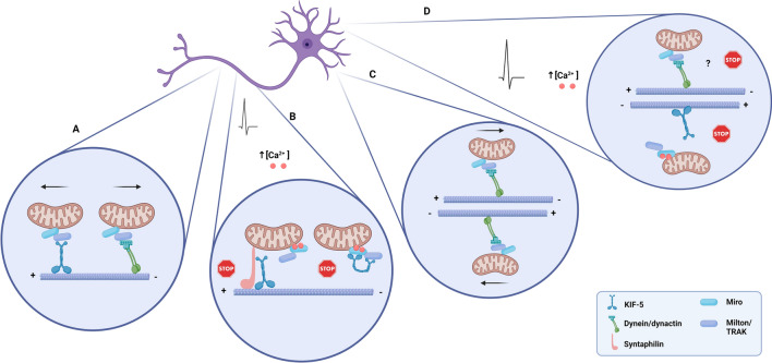 Mitochondrial trafficking in neurons. A Microtubules in the axon are uniformly organized with the plus-ends arranged away from the soma. This results in kinesins driving anterograde transport and dyneins mediating retrograde transport in axons. Trafficking and docking behaviour of mitochondria are mediated by the MOM proteins Miro and Milton (TRAK). B Activity-dependent increase in calcium modulates the trafficking adaptor proteins Milton and Miro, resulting in the disconnection of the motor protein kinesin either from the microtubules or the mitochondria. The neuron-specific mitochondrial protein syntaphilin anchors mitochondria to microtubules. Syntaphilin-based anchoring could also alter motor adaptor complex components in response to neuronal activity. C The dendritic microtubules exhibit a mixed arrangement, being dynein the primary motor protein in dendritic mitochondrial transport. D In the dendrite, an activity-dependent increase in calcium elicits a similar modulation of the adaptors Miro-Milton (TRAK) and consequent detachment of mitochondria from the microtubules; regarding the dynein-operated mitochondrial trafficking in dendrites, the role of calcium in arresting mitochondria is yet elusive. (Created with BioRender.com)