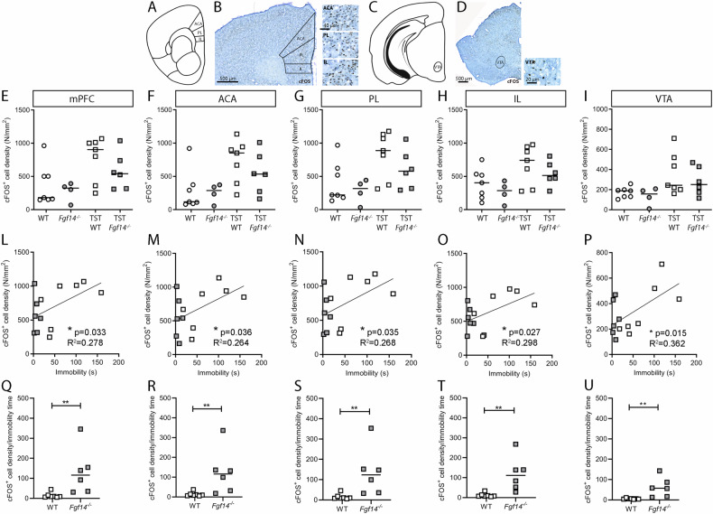 Neuronal activation under basal and following acute stress in the mPFC and VTA.Scheme A, C and representative images B, D of the coronal sections of mPFC A, B and VTA C, D immunostained with cFOS antibody. cFOS+ cell density was evaluated in the whole mPFC E, in its subregions anterior cingulate (ACA) F, prelimbic (PL) G and infralimbic (IL) H areas, and VTA I of unstressed (circles) and TST-induced acute stress (squares) in WT (empty symbols) and Fgf14−/− (filled symbols) mice. The analysis reveals that the number of cFOS+ cells showed no difference between Fgf14−/− and WT mice either under basal conditions or following acute stress induced by TST. Positive correlations between immobility time in TST and cFOS+ cell density in the whole mPFC L, ACA M, PL N and IL O areas, and in VTA P. WT: empty squares; Fgf14−/−: filled squares. Ratio of cFOS+ cell density over immobility time in whole mPFC Q, ACA R, PL S, IL T, and VTA U. The analysis reveals that Fgf14−/− (filled squares) mice show a significantly higher ratio compared to WT (empty squares). The bars indicate median values. *p < 0.05, **p < 0.01.
