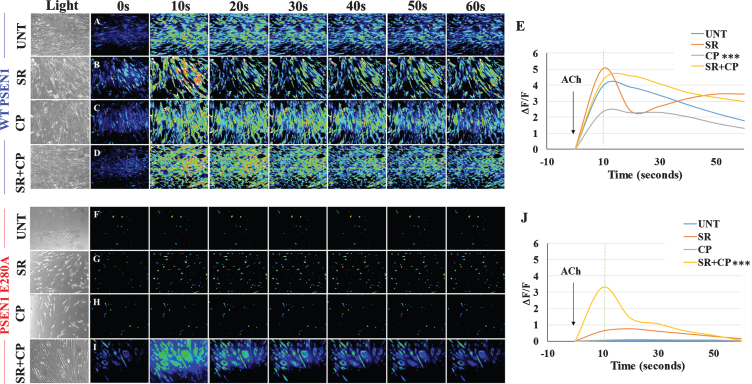 CP55940 does not recover Ca2+ dysregulation in PSEN1 E280A ChLNs. After 7 days of transdifferentiation, WT PSEN1 and PSEN1 E280A ChLNs were left untreated or treated with SR, CP, or SR + CP in regular culture medium for 4 days. A-D, F-I) Time-lapse images (0, 10, 20, 30, 40, 50, and 60 s) of Ca2+ fluorescence in WT PSEN1 and PSEN1 E280A ChLNs on day 4 in response to ACh treatment. ACh was puffed into the culture at 0 s (arrow). Then, the Ca2+ fluorescence of the cells was monitored at the indicated times. Color contrast indicates fluorescence intensity: dark blue < light blue < green<yellow<red. E, J) Normalized mean fluorescence signal (ΔF/F) over time from the cells indicating temporal cytoplasmic Ca2+ elevation in response to ACh treatment. Data are presented as the mean±SD. *p < 0.05; **p < 0.01; ***p < 0.001 compared to UNT. The histograms and figures represent 1 out of 3 independent experiments. Image magnification, 200×.
