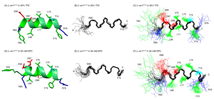 NMR structure of β-arr163-76 in 30 % TFE (A–C) and in DPC micelles (D–F). Ribbon representation of the lowest target conformer of the structural ensemble (A,D). Overlay of the backbone atoms of the 20 lowest target function conformers (B,E). The side-chains are shown in panels (A,C–E). The aliphatic and aromatic side chains are displayed in green, the Glu and Asp side chains in red, the Arg and Lys side chains in blue, and the Thr side chains in cyan.