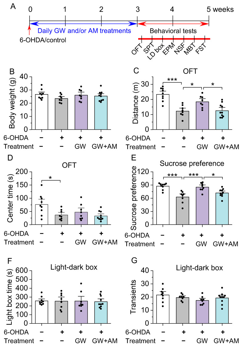 GW treatment attenuated 6-OHDA-induced deficits in the open field test (OFT), sucrose preference test (SPT), and light–dark box (LDB) test. (A) Timeline of 6-OHDA injection, drug treatments, and behavioral tests. (B) Neither 6-OHDA or drug treatments had a significant effect on body weight (p > 0.05). (C,D) In the OFT, 6-OHDA injection reduced total distance traveled ((C) *** p < 0.001; n = 8–9 mice) and time spent in the center of the chamber ((D) * p = 0.030; n = 8–9 mice) compared to the controls. GW treatment prevented the reduction in distance traveled (* p = 0.027; n = 8–8 mice), and the effect of GW was blocked by AM630 co-treatment (p = 0.027; n = 8–10 mice). However, neither GW alone (p = 0.867; n = 8–8 mice) or in combination with AM630 (p = 0.689; n = 8–10 mice) had a significant effect on time spent in the center of the chamber. (E) In the SPT, 6-OHDA injection significantly reduced sucrose preference (*** p < 0.001; n = 8–9 mice) relative to the control. GW treatment prevented the reduction in sucrose preference (*** p < 0.001; n = 8–8 mice), an effect that was blocked by AM630 (* p = 0.040; n = 8–10 mice). (F,G) In the LDB, neither 6-OHDA injection or treatment with GW and/or AM had a significant effect on time spent in the light compartment ((F) p > 0.05) or the number of transitions between the light and dark areas ((G) p > 0.05).
