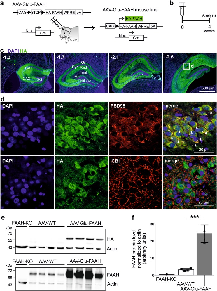 FAAH overexpression in hippocampal CA1-CA3 pyramidal neurons. a Schematic diagram showing the experimental strategy for FAAH overexpression. AAV-FAAH contained a ubiquitous promoter (CAG), a loxP flanked (black triangles) transcriptional Stop cassette (STOP), and HA-FAAH encoding sequence. AAV-FAAH was injected into dorsal and ventral hippocampus of Nex-Cre mice. The stop cassette was excised in a Cre-dependent manner, allowing expression of HA-FAAH, termed AAV-Glu-FAAH. WPRE woodchuck hepatitis virus posttranscriptional regulatory element; pA polyadenylation signal. b Timeline of experiment. Mice were analyzed 4 weeks post AAV injection. c Coronal sections of the injected hippocampus of AAV-Glu-FAAH mice immunostained for HA, displaying the rostrocaudal extent of AAV-mediated HA-tagged FAAH expression. Numbers indicate the distance from bregma. CA1 cornu ammonis region 1, CA3 cornu ammonis region 3, DG dentate gyrus, GC granule cell layer, Hil hilar region, LMol stratum lacunosum-moleculare, Mol stratum moleculare, Or stratum oriens, Pyr pyramidal cell layer, Rad stratum radiatum. d HA and postsynaptic density marker 95 (PSD95) colocalization (upper panels; white triangles); HA and presynaptic CB1 receptor immunostaining in the CA1 region (bottom panels). e Western blot analysis of homogenized hippocampi from FAAH knockout (FAAH-KO), wild-type control (AAV-WT) and FAAH overexpressing mice (AAV-Glu-FAAH) revealed a specific FAAH signal at 63 kDa in wild-type and transgenic samples, and exclusive transgene (HA) expression in AAV-Glu-FAAH mice. f Quantification of FAAH protein levels in hippocampal homogenates showed more than seven-fold increase in transgenic mice (AAV-Glu-FAAH) as compared to wild-type controls (AAV-WT) (n = 4). ***p < 0.001, Student´s t-test. Data are represented as mean ± SEM. Statistical analysis details are reported in Supplementary Table S2.