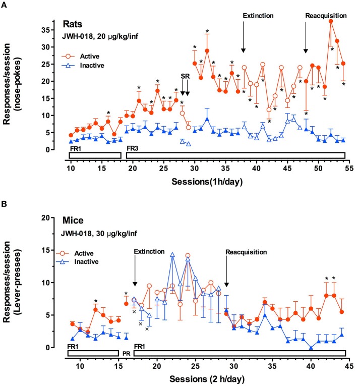 JWH-018 self-administration in rats and mice. (A) JWH-018 self-administration by Sprague-Dawley rats and involvement of CB1 cannabinoid receptors in this behavior. Number of active nose pokes (circles) that resulted in JWH-018 infusion (20 μg/kg/infusion) or inactive ones (triangles) during each 1-h daily session under FR1 and FR 3 during acquisition (1th to 37th sessions), extinction (38th To 47th sessions) and reacquisition (48th to 54thsessions) phases. On sessions 28th and 29th the effect of SR 141716A on the JWH-018 SA was tested. Results are expressed as mean ± SEM (N sessions 10–47 = 14, sessions 48–54 = 6) *p < 0.05 vs. inactive nose pokes; ANOVA followed by LSD post hoc test. (B) JWH-018 self-administration by C57BL/6 mice under fixed (FR1) and progressive (PR) reinforcement schedules. Number of active lever-presses (circles) that resulted in JWH-018 infusion (30 μg/kg/inf) or inactive lever-presses (triangles) during each 2 h daily session under FR1 (9th–15th sessions), and PR (16th session) reinforcement schedules. Results are expressed as mean ± SEM (N = 8), *p < 0.05 vs. inactive lever- presses; ANOVA followed by LSD post hoc test. Adapted from De Luca et al. (2015a).
