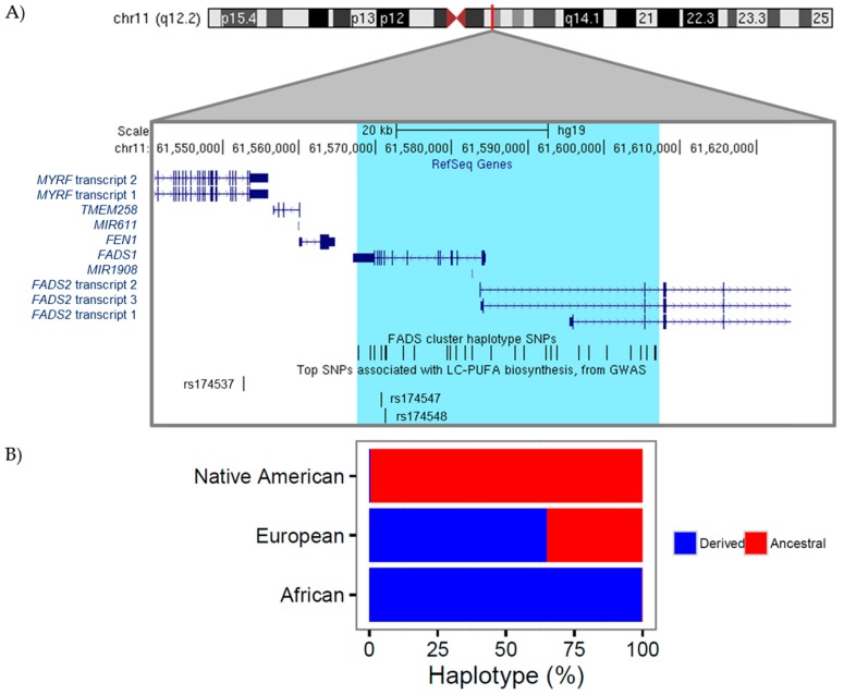 Genetic variation near the FADS gene cluster. (A) A expanded depiction of the FADS gene cluster on chromosome 11 illustrates the genomic location (build hg19) of: genes in this region (shown in dark blue, from RefSeq), the FADS cluster haplotype region and single nucleotide polymorphisms (SNPs) (region highlighted in light blue with SNPs shown as black vertical bars), and three individual SNPs identified as the most significantly associated genetic variants genome-wide with LC-PUFA levels (rs174537, rs174547, and rs174548); (B) The observed percentage of derived vs. ancestral FADS cluster haplotype varies by ethnicity.