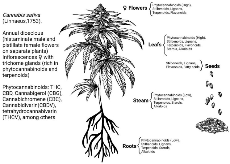 Secondary metabolites of Cannabis sativa L. [5].