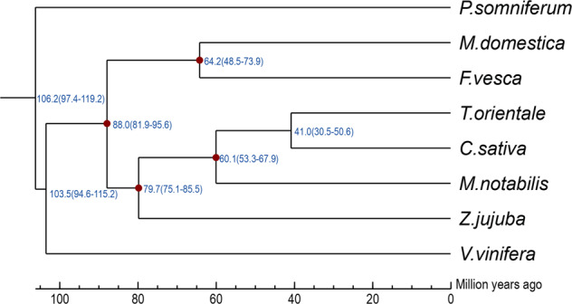 Phylogenetic relationships and divergence time.The blue numbers at the node positions represent the divergence time of each species in millions of years (Ma). The numbers in parentheses indicate the confidence interval of the divergence time, which can be used to estimate the divergence time of target species and other species. The red dots are the calibration time used to correct the time of species divergence